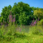 I parchi milanesi più importanti da visitare